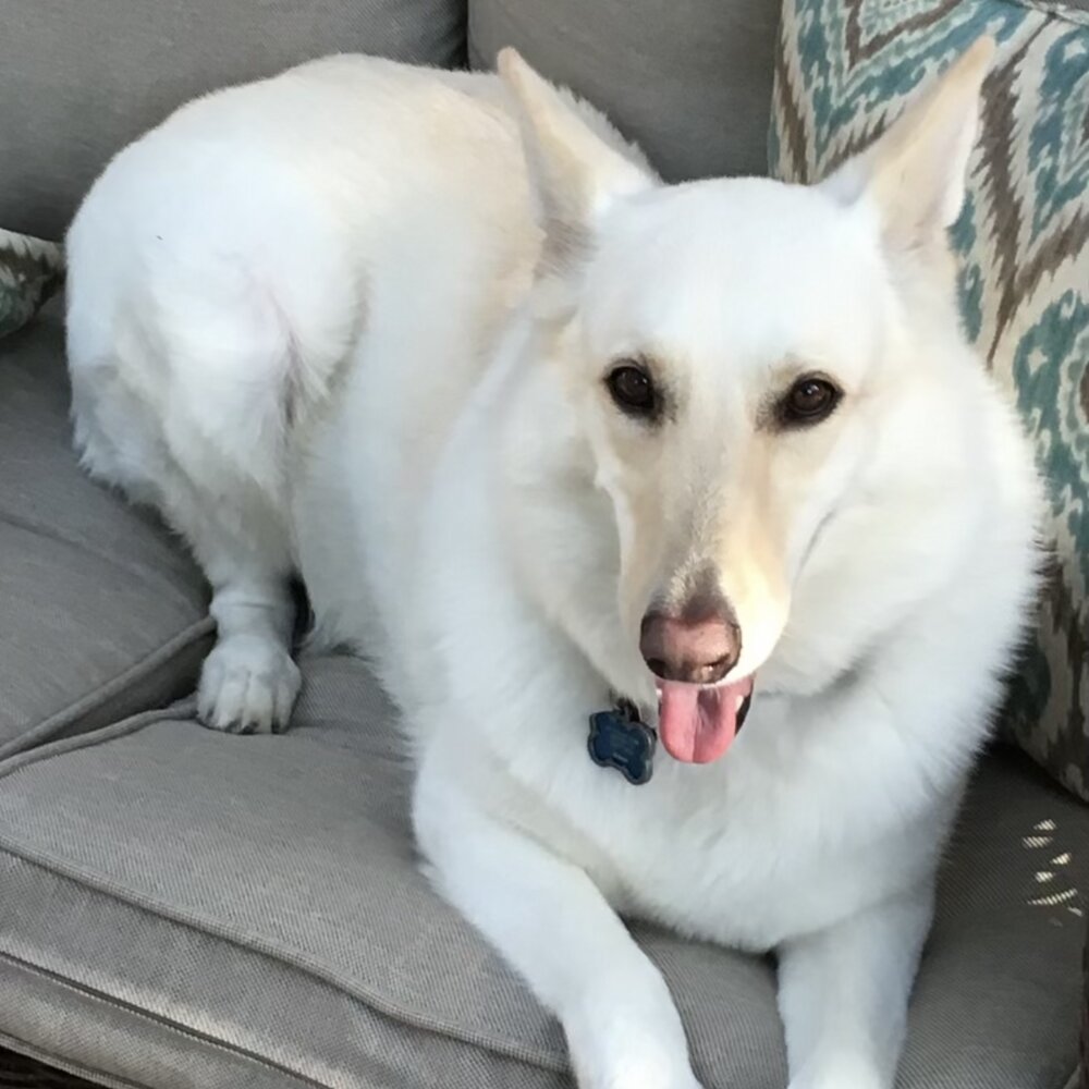 Bella, a beloved rescue dog