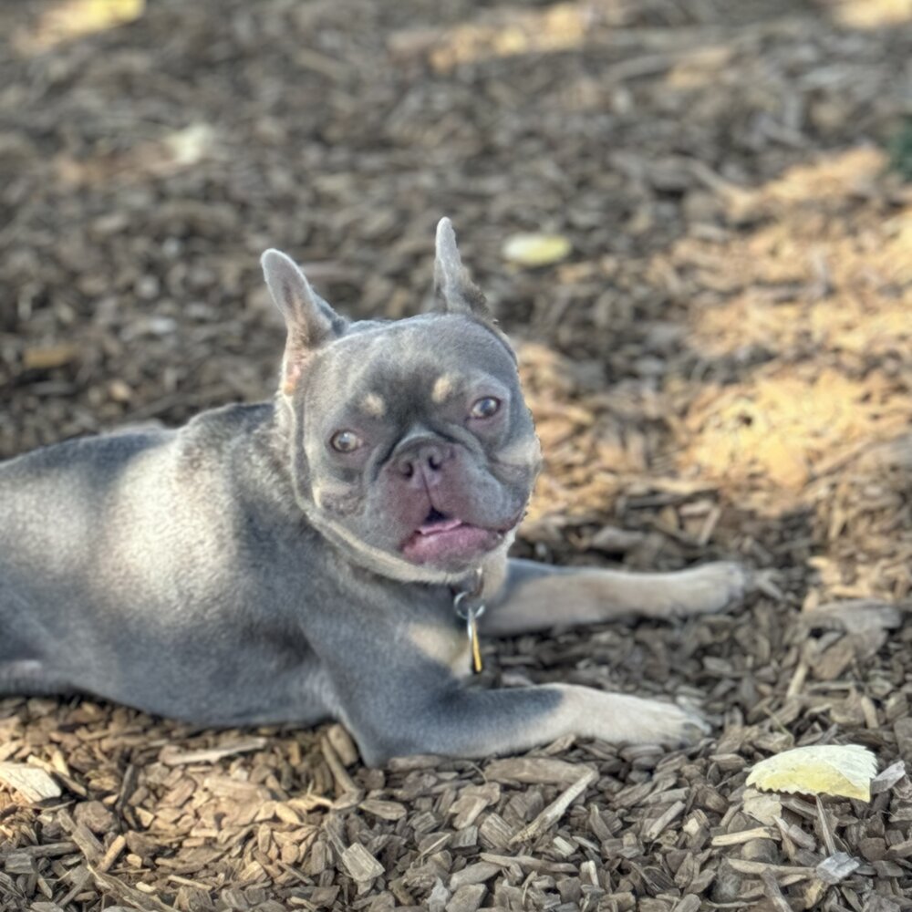 Benjamin, a veterinary patient of Dr. Curl