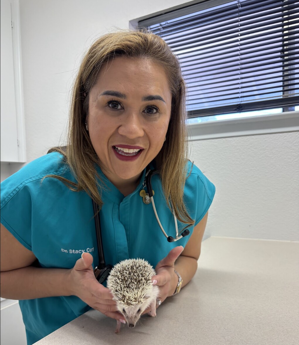 Dr. Stacy Curl holding a hedgehog in the clinic