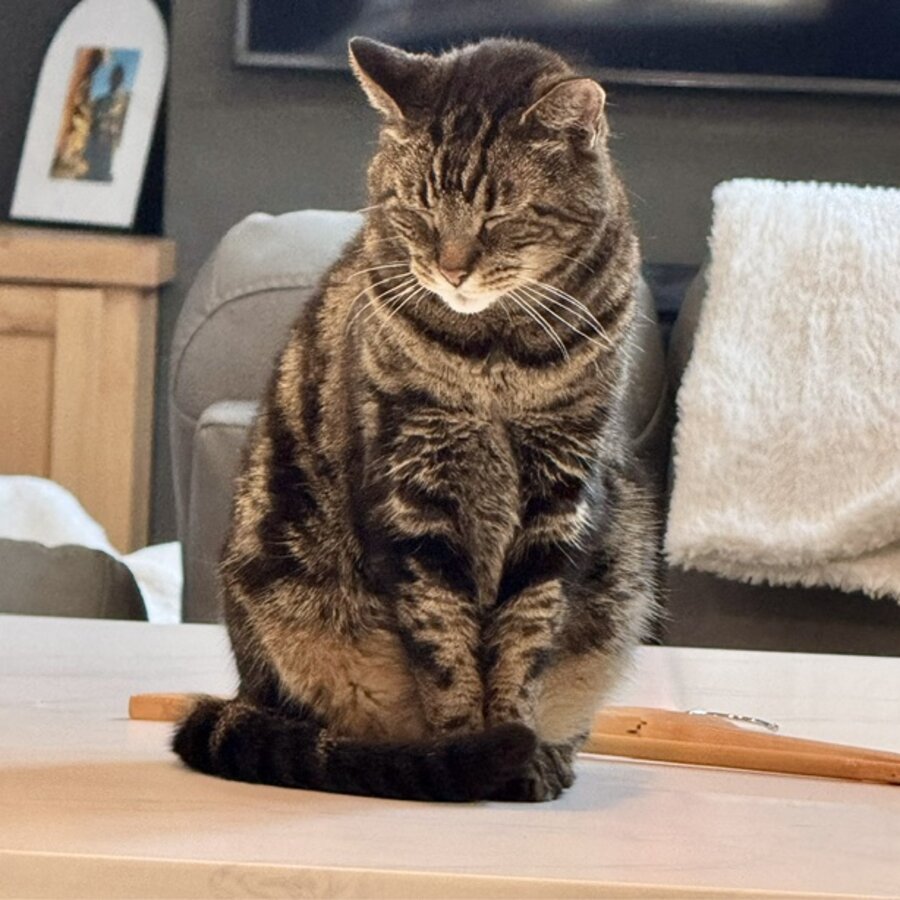 Max, a beloved tabby cat of 21 years