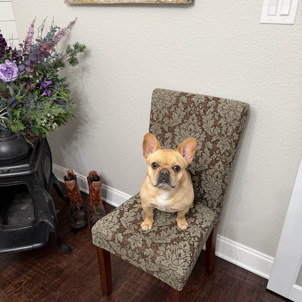 Suki, a happy family dog
